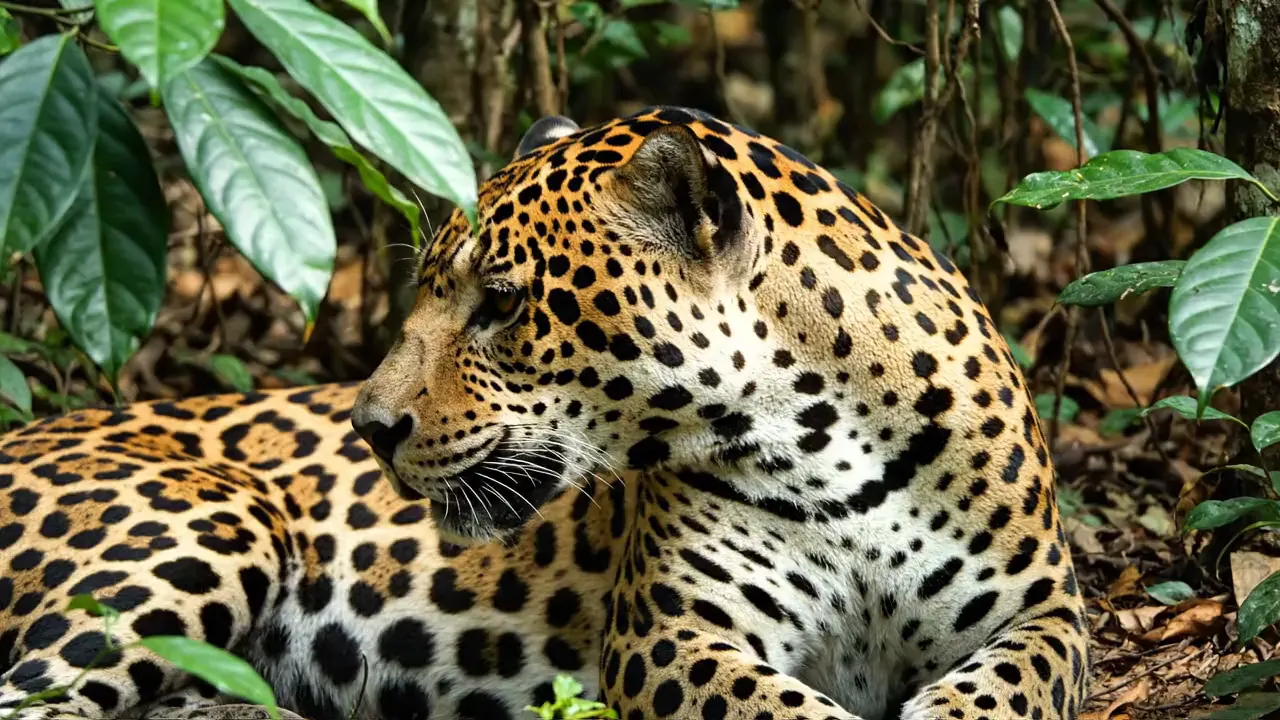 Yemyeşil ormanda kameraya doğru dönen bir jaguar